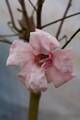 Magnolia Pink Glory IMG_9500 Magnolia